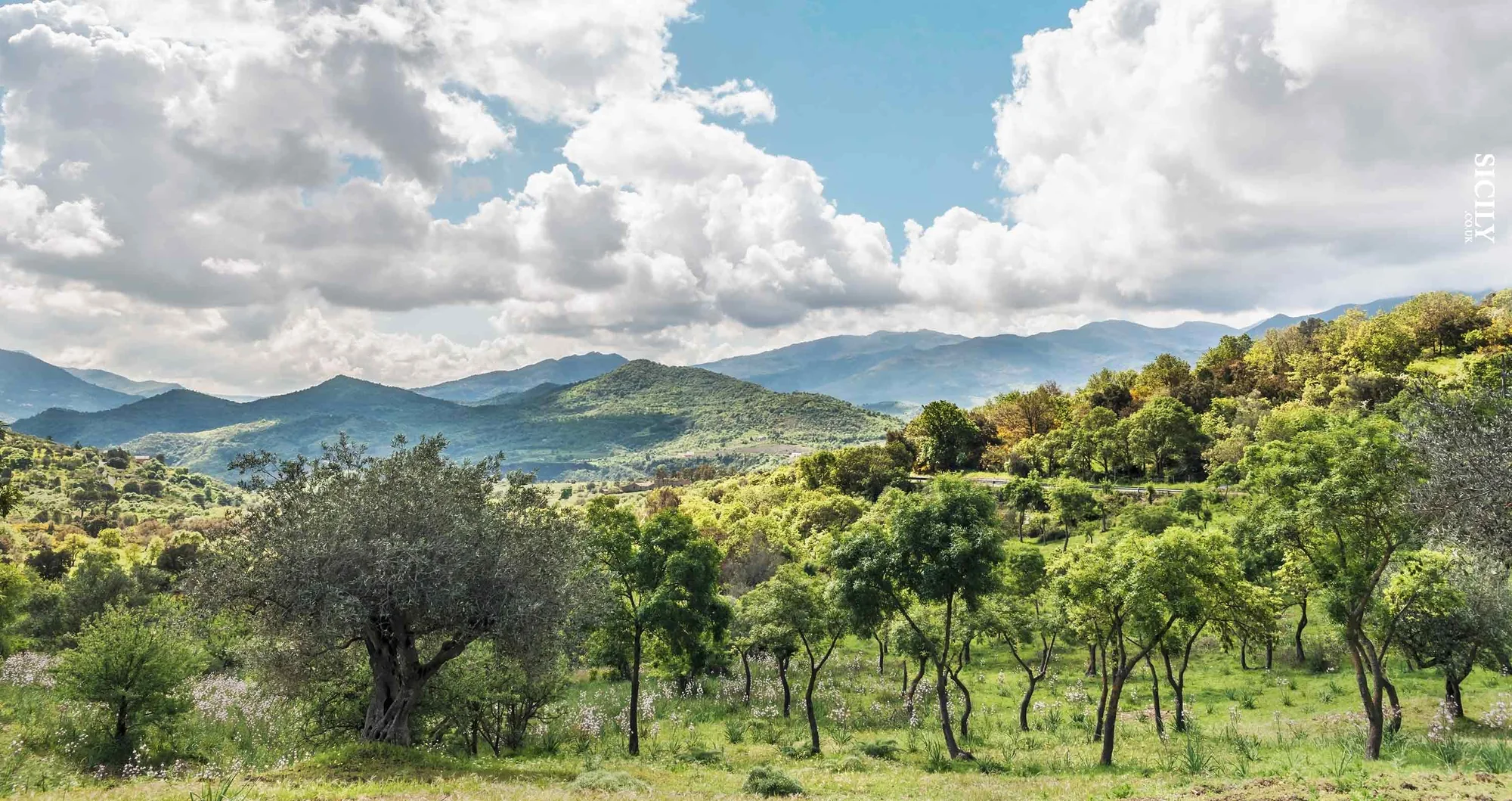 Paesaggio montano e boschivo in Sicilia, immagine di repertorio