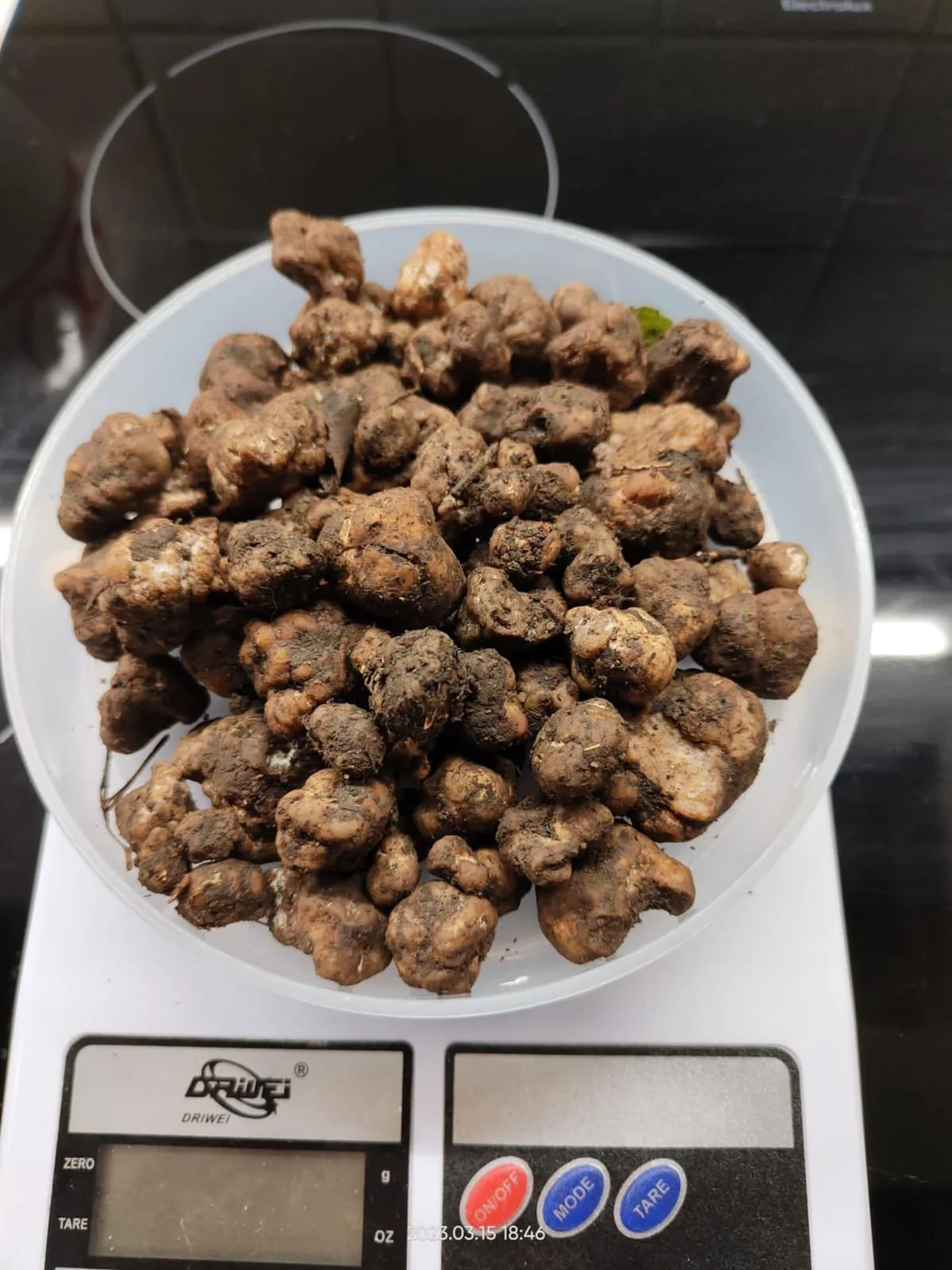 Tartufi raccolti, dettaglio gastronomico siciliano illustrativo
