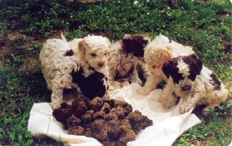 Cani da tartufo con i tuberi raccolti nel bosco, immagine illustrativa